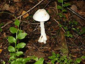 Destroying Angel 02.jpg