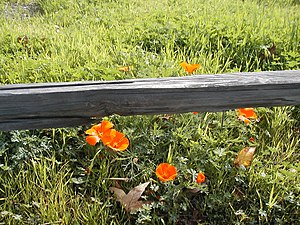 California poppies.jpg