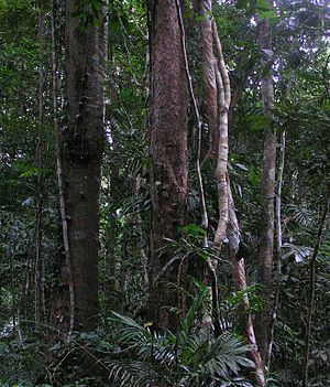 Daintree Rainforest.JPG