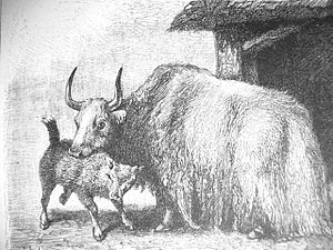 Yak Drawing historic.jpg