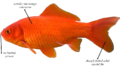 CommonGoldfishdiagram.png