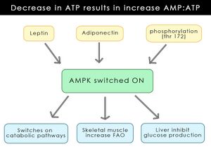 AMPKon.jpg