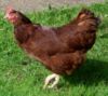 Rhode Island Red.jpg