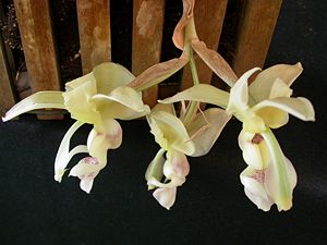 Stanhopea lietzei 098.JPG