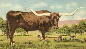 Tx-longhorn.jpg