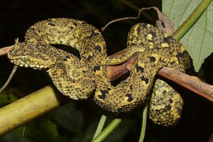 Atheris ceratophora 188224791.jpg