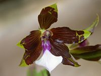 Miltonia kayasimae