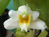 Bifrenaria harrisoniae