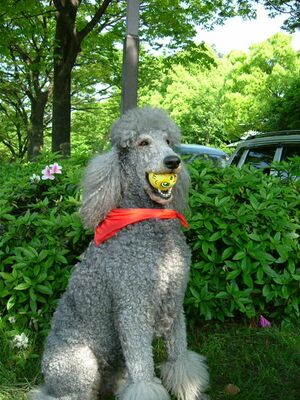 450px-Standard Poodle.JPG.jpg