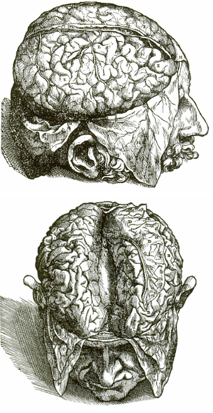 Vesalius cortex2.png