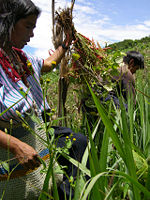 Beans are harvested as they ripen.