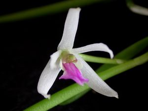 Leptotes bohnkiana4.jpg