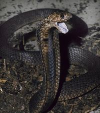 Egyptian cobra