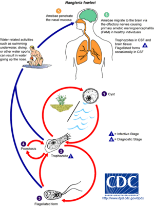 Naegleria fowleri Life Cycle.gif