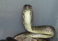 Congo water cobra