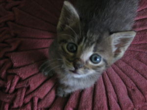 800px-6weeks old kittens.jpg