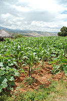 The broad squash leaves help to keep weeds down while the corn grows taller. Template:Photo