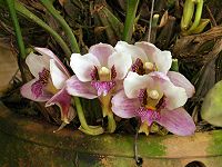 Bifrenaria harrisoniae