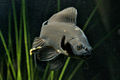 Black Common Goldfish