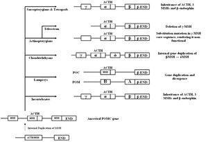 Evolution of pomc.JPG