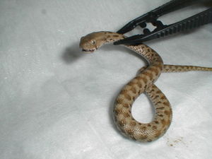 Blunt Nose Viper.jpg