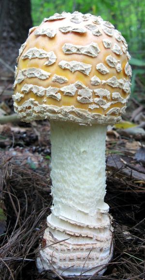 Amanita formosa.jpeg