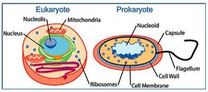 Celltypes5.jpg