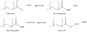FattyAcid-Activation.png