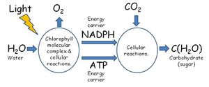 Photosynthesis most simple 2.jpg