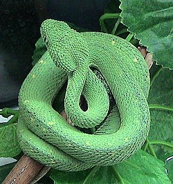 Western bush viper, A. chlorechis