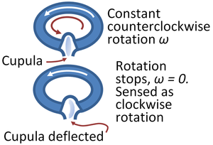 Cupula deflection.PNG