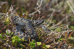 Vipera berus (Marek Szczepanek).jpg