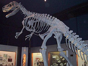 Allosaurus1.jpg