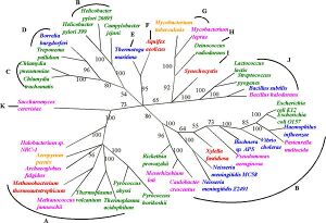 Tree microbialgenomes nocobwebs.jpg