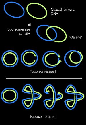 Topisomerasesv2.jpg