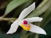 Loefgrenianthus blanche-amesiae