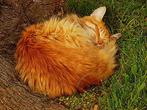 Cat Ball 00452.jpg