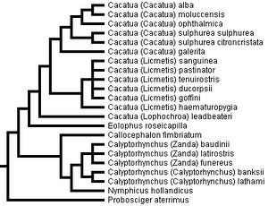 Cockatoo phylogeny.jpg