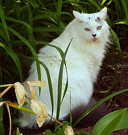 A white Maine Coon