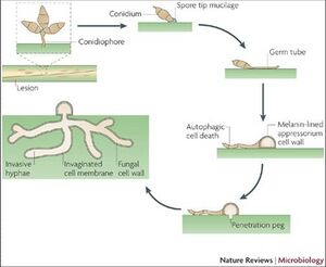 M.grisea life cycle1.jpg