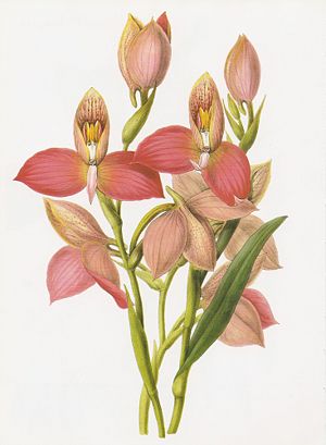 Disa grandiflora RHS.jpeg