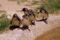 Little Penguins at the National Zoo & Aquarium, Canbrerra, Australia, from where Linus Trovalds stated he caught "penguinitis" after being nibbled by one.