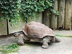 Tortoise 21.jpg