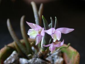 Leptotes harryphillipsii plant.jpg