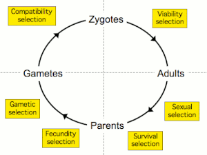 Selection forces.gif